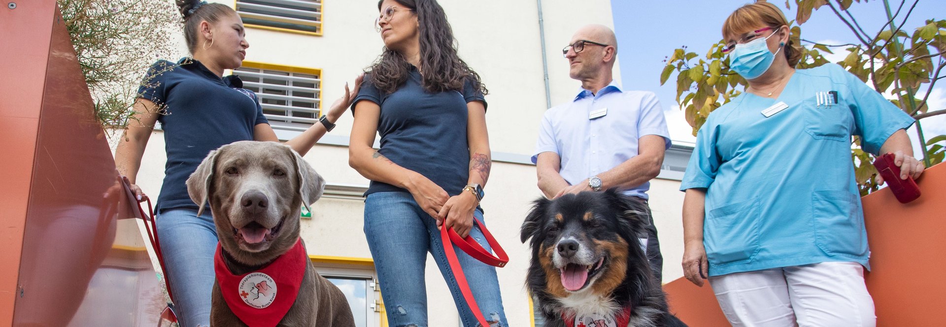 Therapiehunde